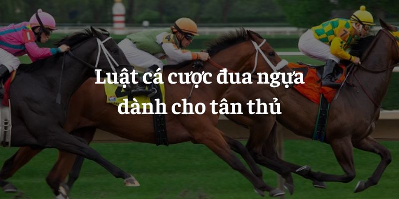 Luật cá cược đua ngựa dành cho tân thủ